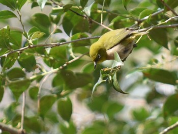 Warbling White-eye 立田山 Thu, 1/5/2023