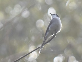 Ryukyu Minivet 立田山 Thu, 1/5/2023