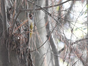 Japanese Green Woodpecker 立田山 Thu, 1/5/2023