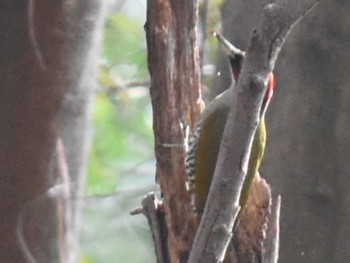 Japanese Green Woodpecker 立田山 Thu, 1/5/2023