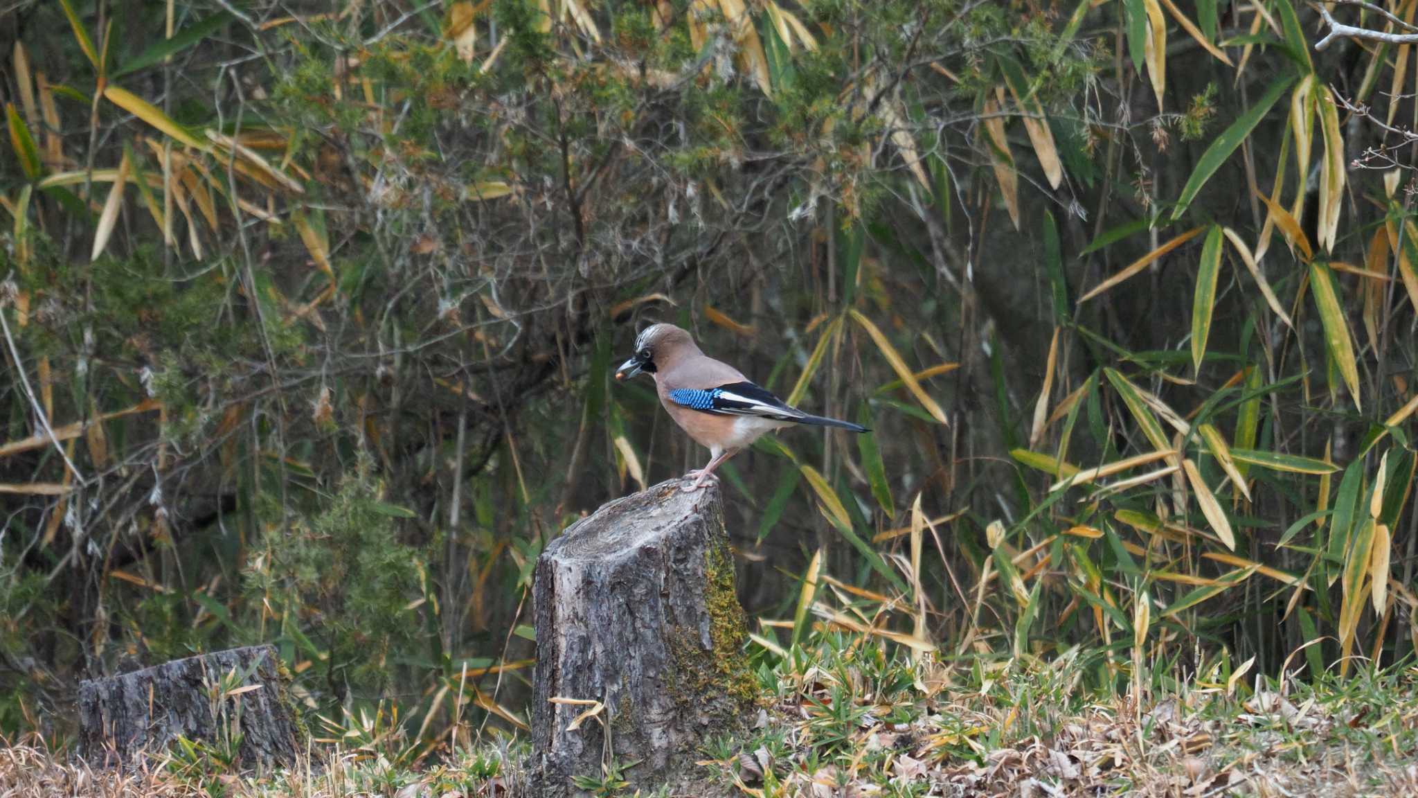 Eurasian Jay