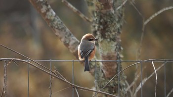 Bull-headed Shrike Mie-ken Ueno Forest Park Thu, 1/5/2023