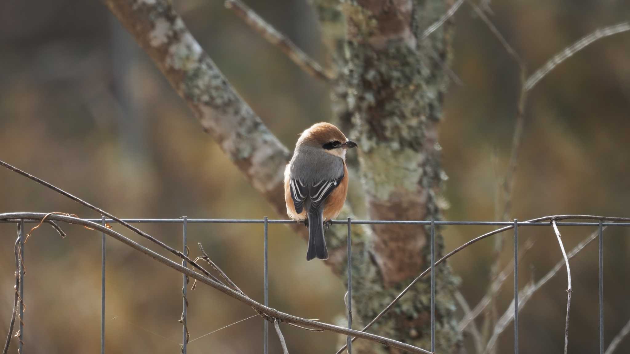 Bull-headed Shrike