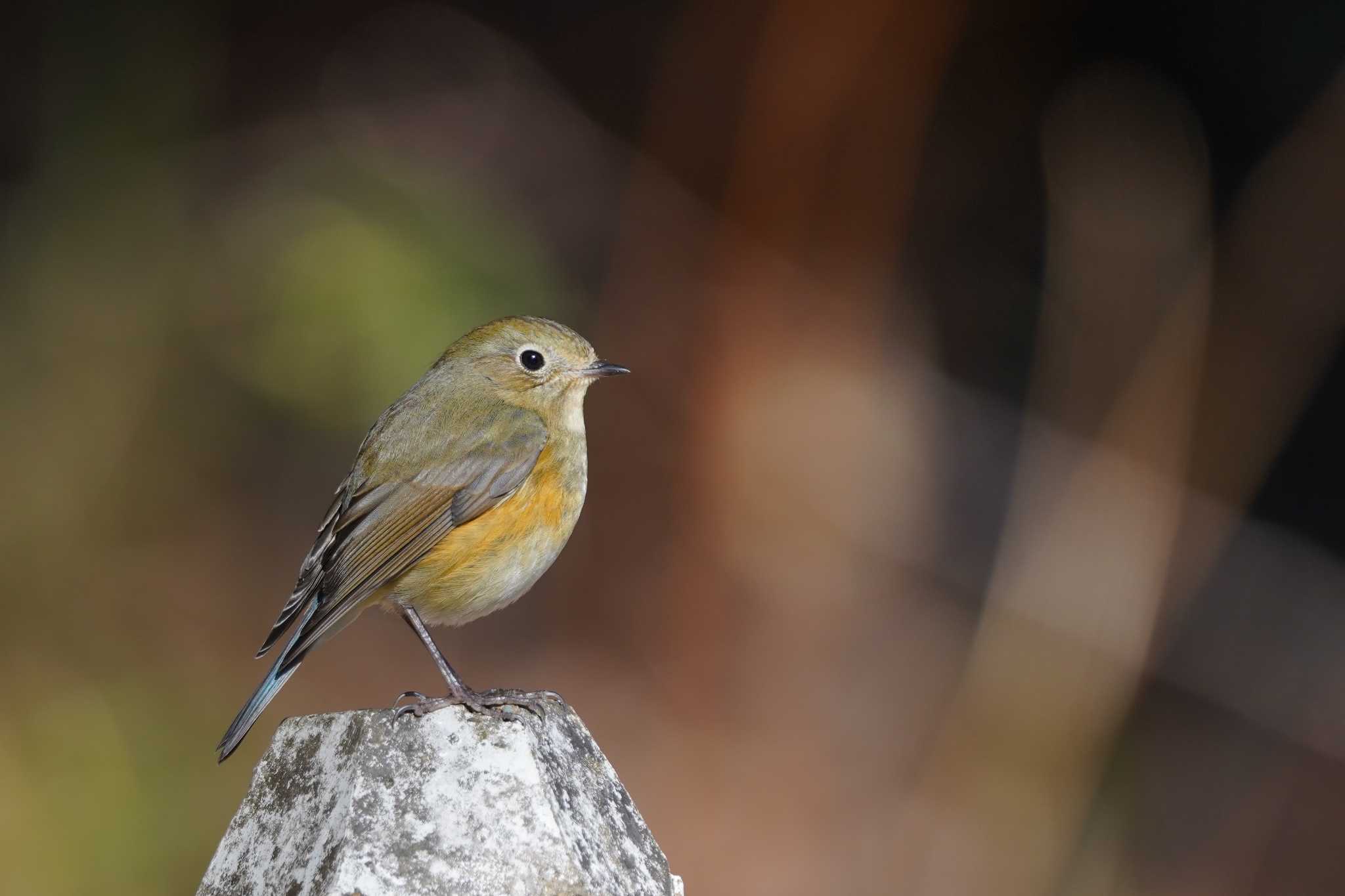 井頭公園 ルリビタキの写真