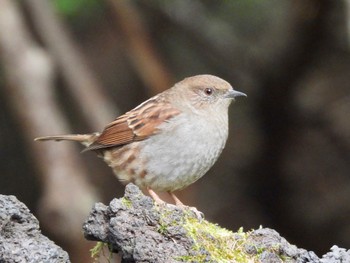 2022年10月14日(金) 奥庭荘(富士山)の野鳥観察記録