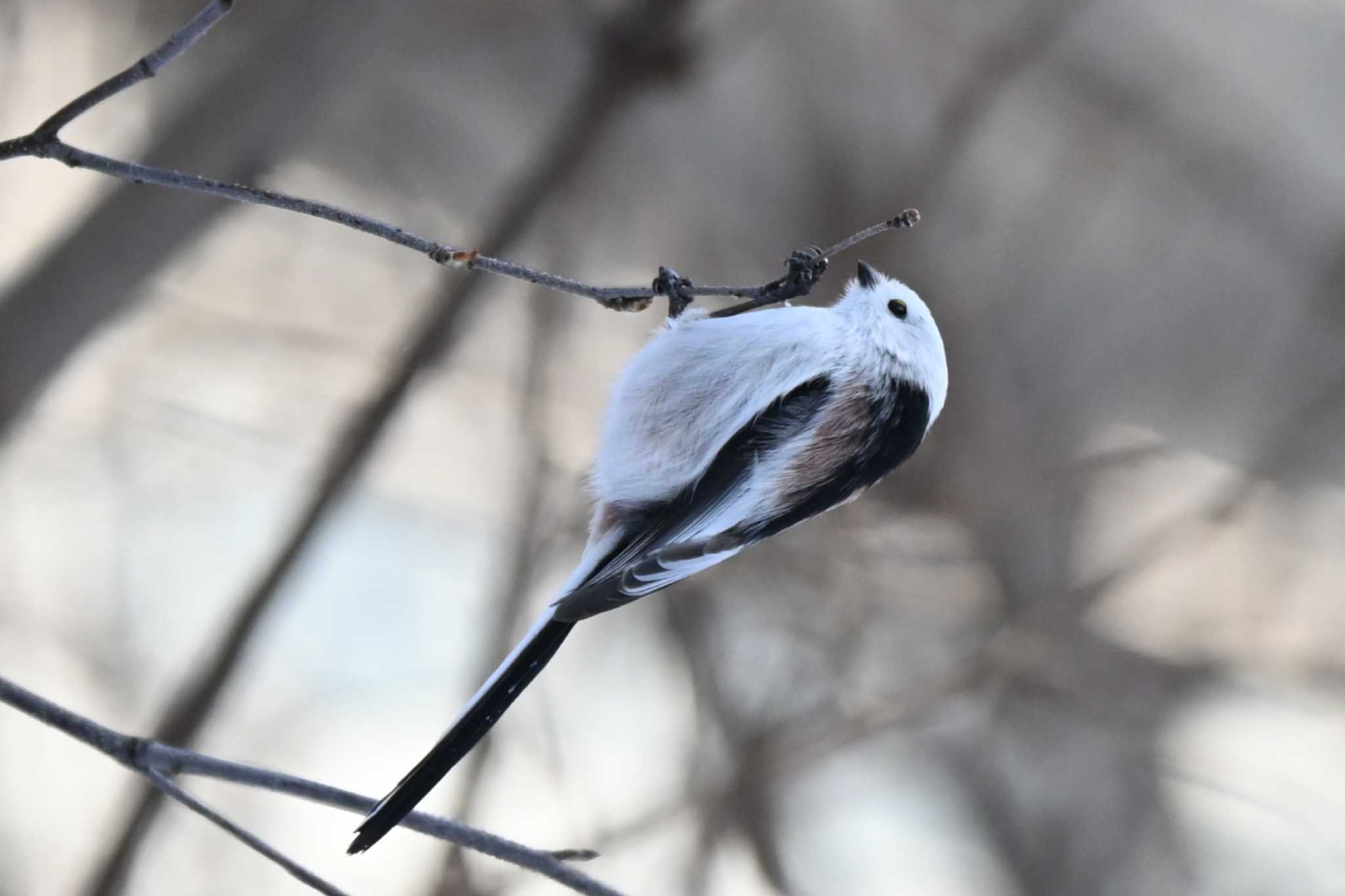 真駒内公園 シマエナガの写真