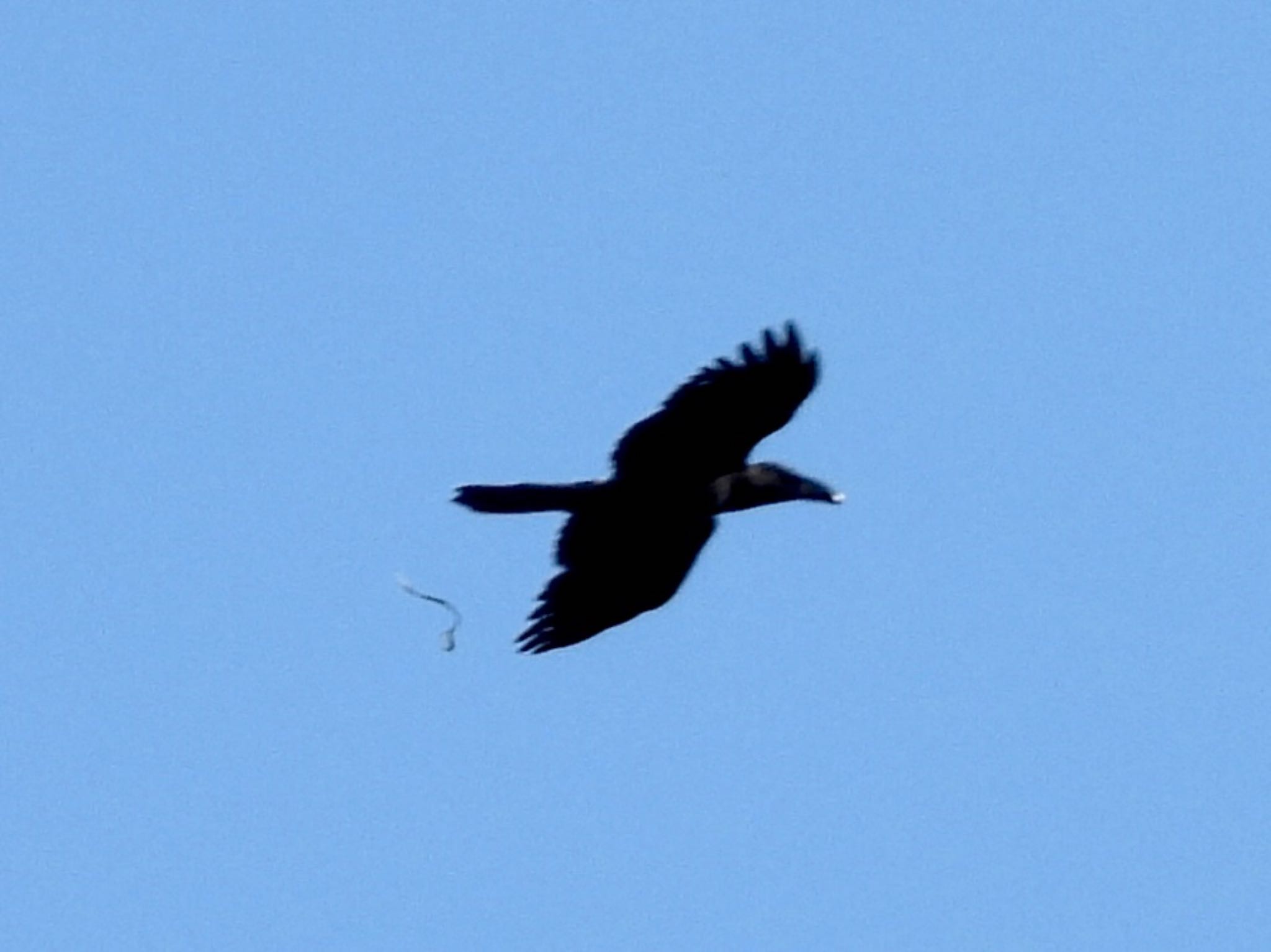 Large-billed Crow