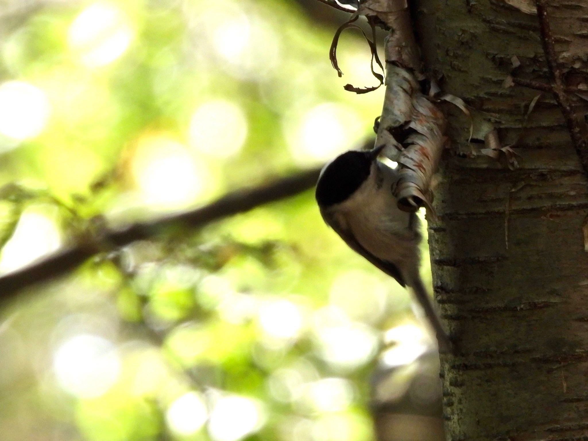 Willow Tit