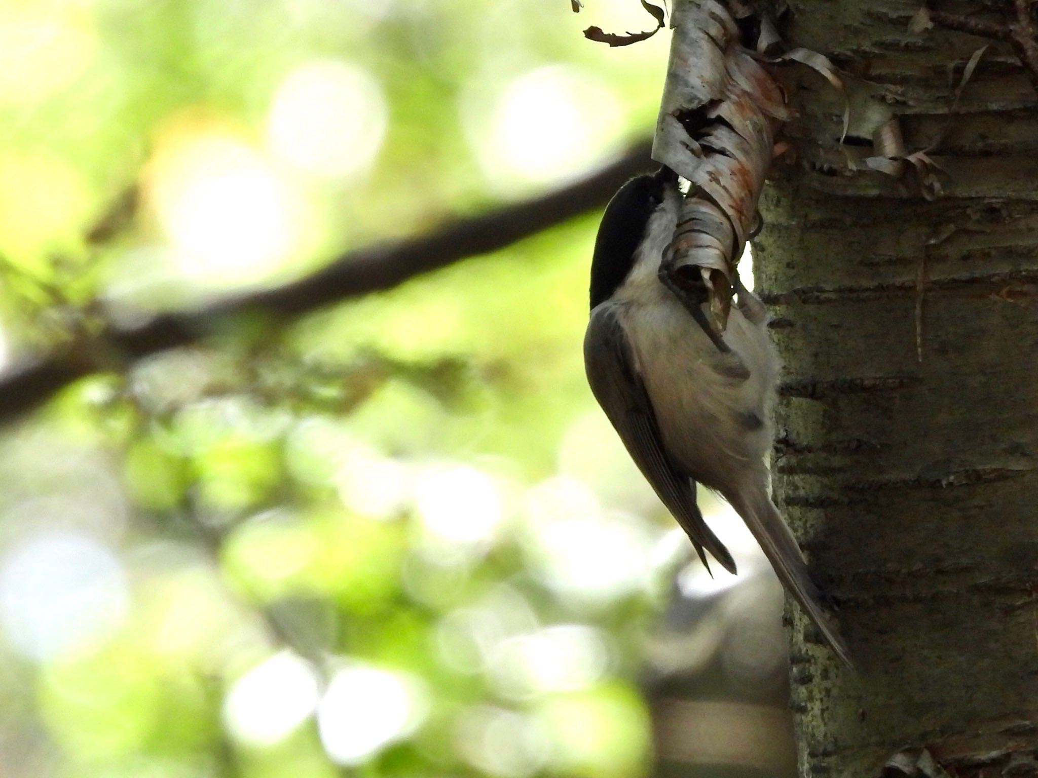 Willow Tit