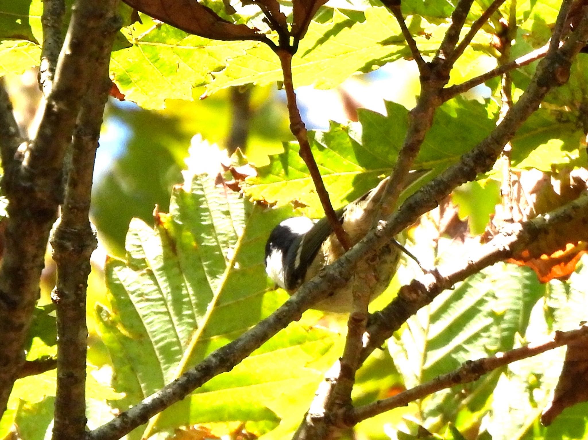 Coal Tit