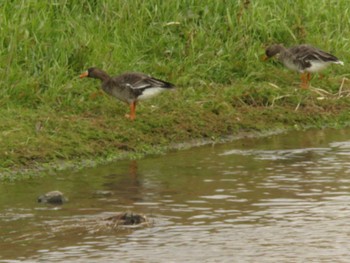 2022年12月29日(木) 宗像市釣川の野鳥観察記録