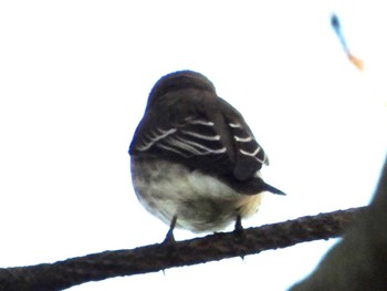 エゾビタキ 東京港野鳥公園 2022年9月25日(日)