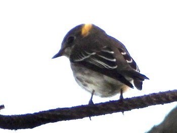 エゾビタキ 東京港野鳥公園 2022年9月25日(日)