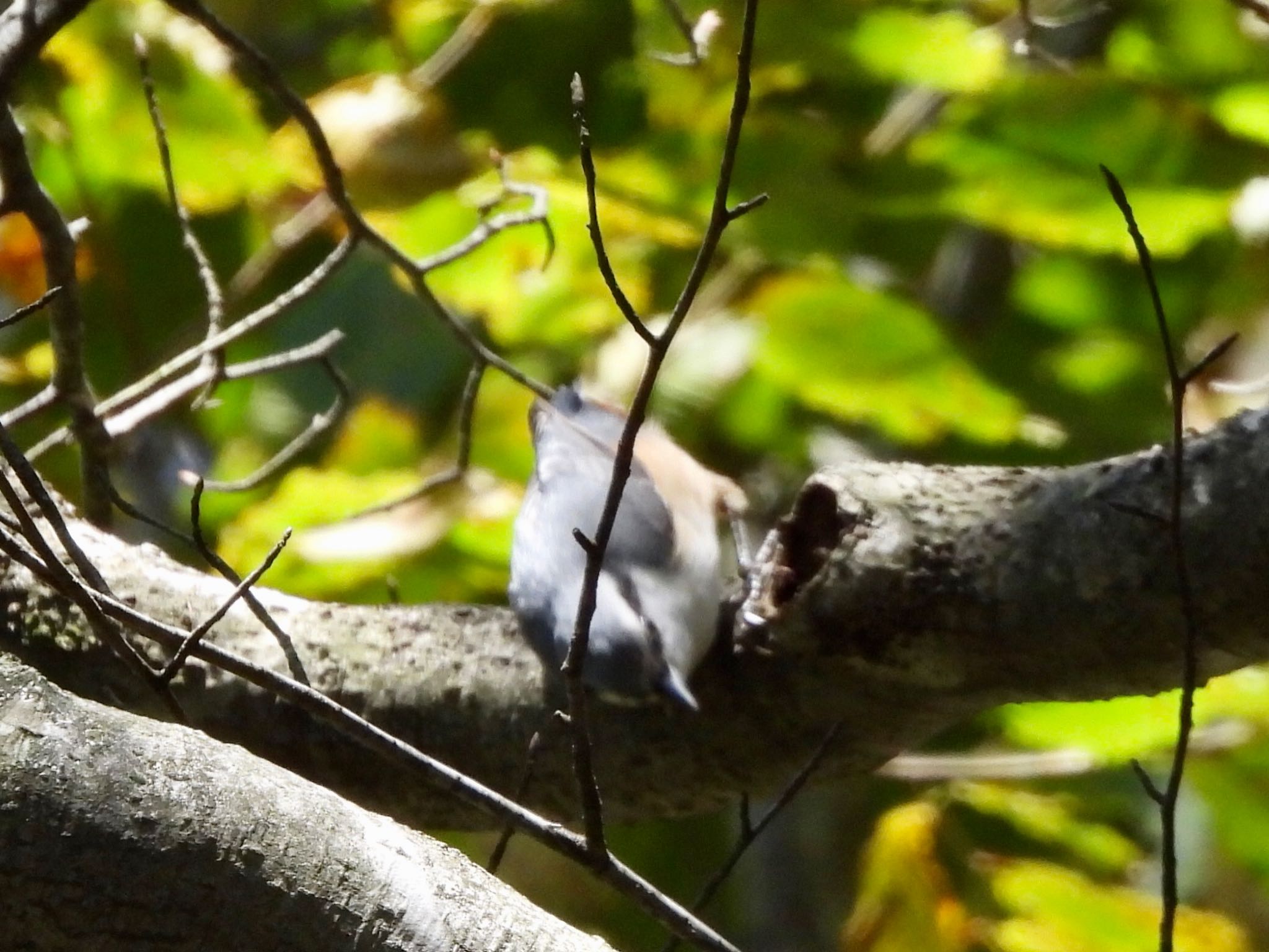 Eurasian Nuthatch