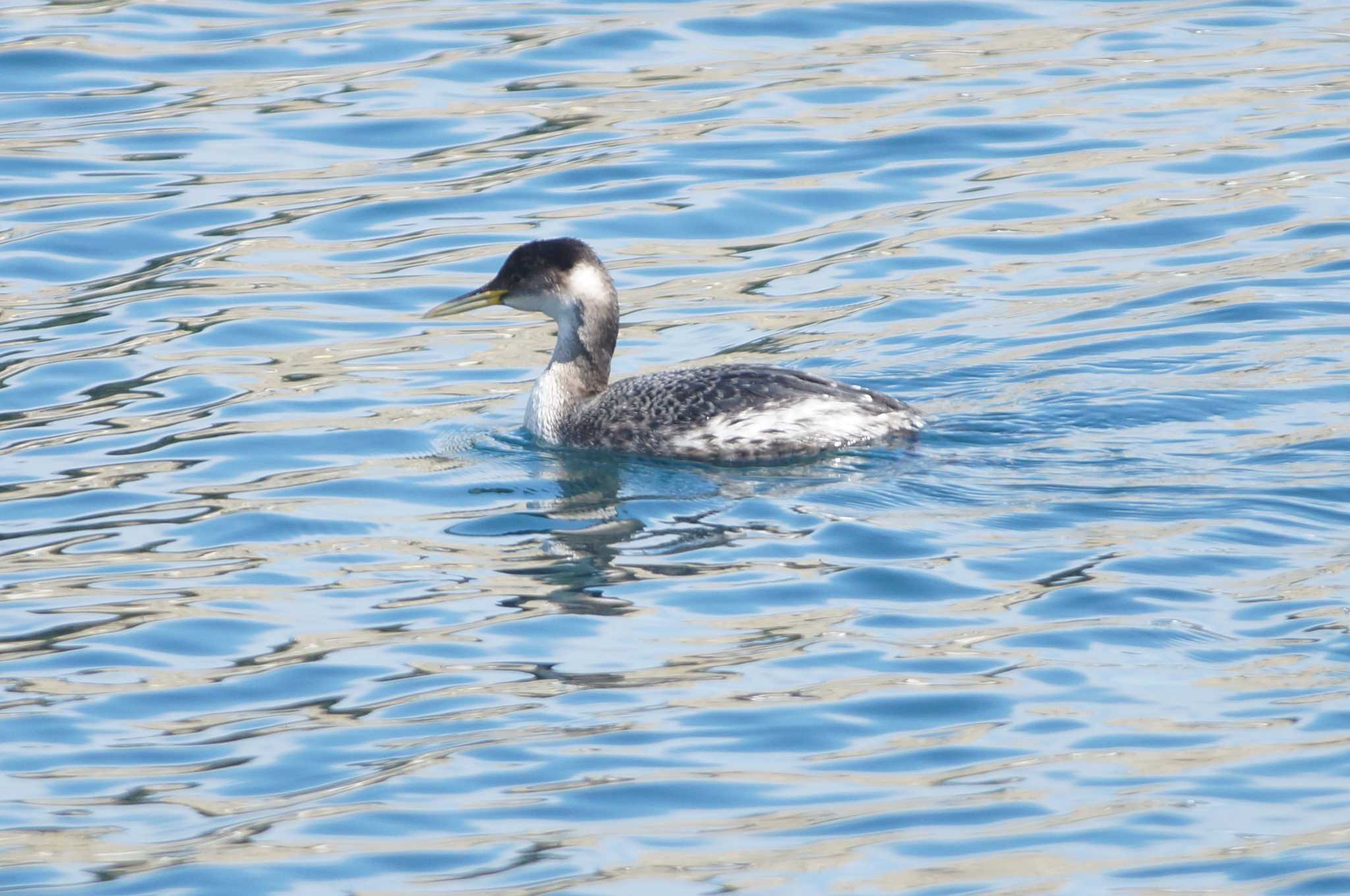 Red-necked Grebe