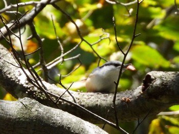 2022年9月30日(金) マウントジーンズ那須の野鳥観察記録