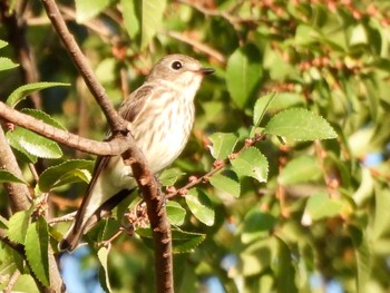 2022年9月25日(日) 東京港野鳥公園の野鳥観察記録