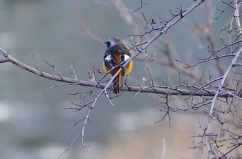 Daurian Redstart 万代池 Thu, 1/5/2023