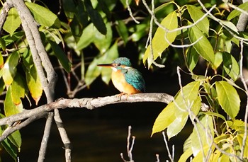 Common Kingfisher 万代池 Thu, 1/5/2023