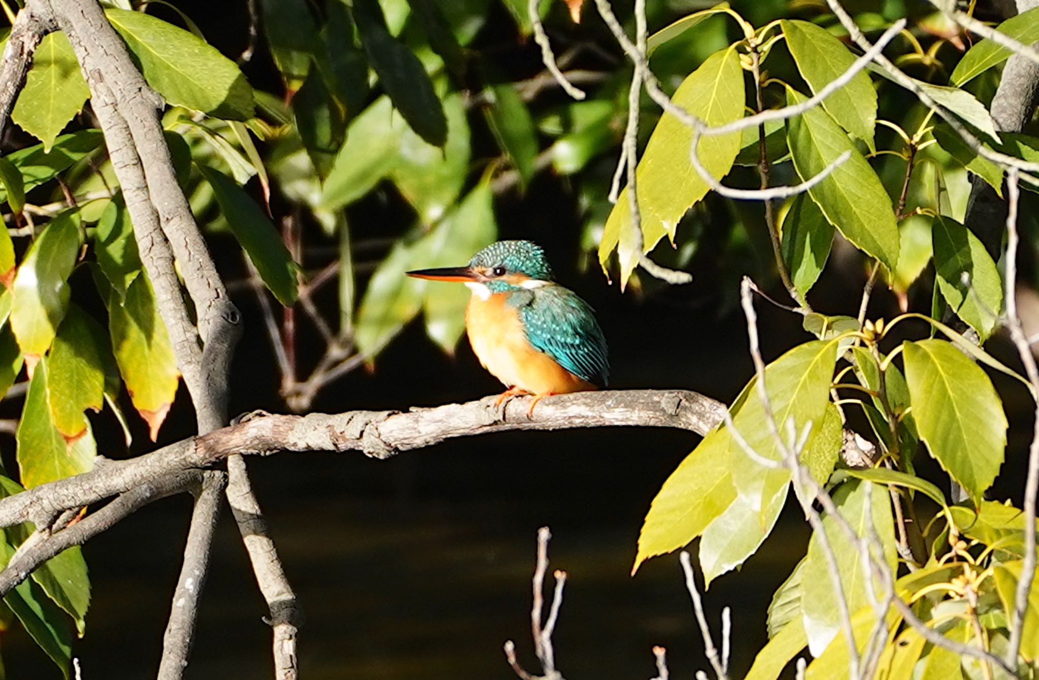 Photo of Common Kingfisher at 万代池 by アルキュオン