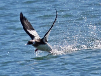 ウミアイサ 行徳野鳥保護区 2023年1月5日(木)