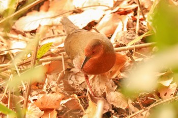 2023年1月4日(水) 舞岡公園の野鳥観察記録