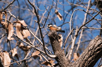 2023年1月5日(木) 船橋法典の野鳥観察記録