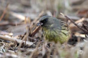 アオジ 北本自然観察公園 2023年1月1日(日)