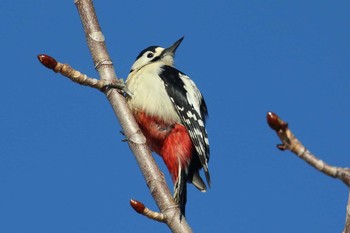 Great Spotted Woodpecker(japonicus) 北海道 函館市 東山 Wed, 3/21/2018