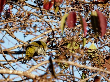 2023年1月5日(木) 舞岡公園の野鳥観察記録