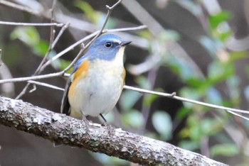 Red-flanked Bluetail 豊田市自然観察の森 Thu, 1/5/2023