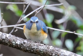 Red-flanked Bluetail 豊田市自然観察の森 Thu, 1/5/2023