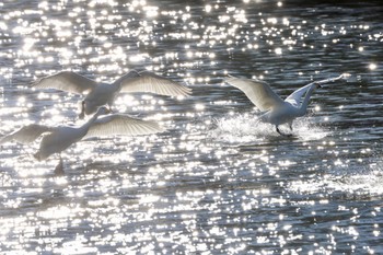 コハクチョウ 越辺川(埼玉県川島町) 2023年1月5日(木)