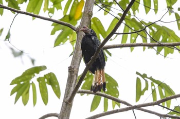 2018年3月19日(月) PICOP(PHILIPPINE)の野鳥観察記録