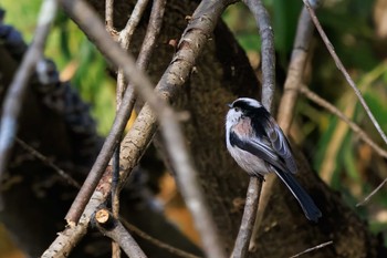 エナガ 馬見丘陵公園 2022年12月21日(水)