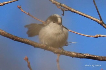 Long-tailed Tit 仙台市・水の森公園 Sat, 3/17/2018