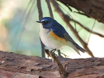 Red-flanked Bluetail 高崎自然の森 Thu, 1/5/2023