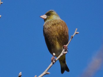 Grey-capped Greenfinch 高崎自然の森 Thu, 1/5/2023