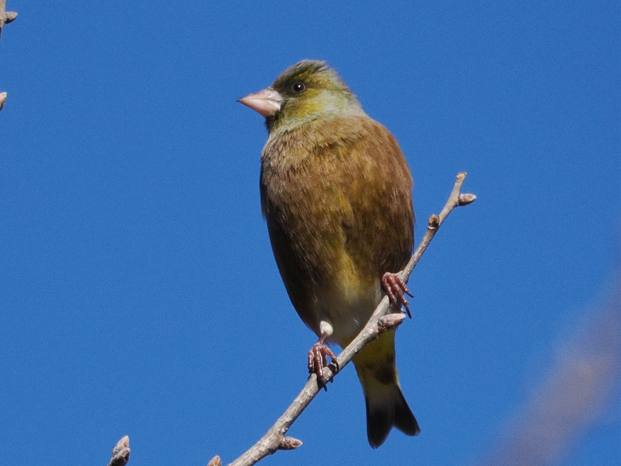 Photo of Grey-capped Greenfinch at 高崎自然の森 by スキーヤー