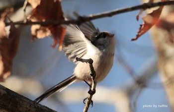 エナガ 仙台市・水の森公園 2018年3月17日(土)