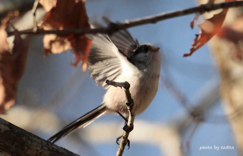 Photo of Long-tailed Tit at 仙台市・水の森公園 by ta@ta