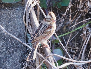 Thu, 1/5/2023 Birding report at 高崎自然の森