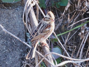 Rustic Bunting 高崎自然の森 Thu, 1/5/2023