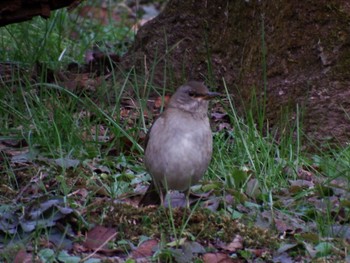 Pale Thrush 多摩区 Wed, 1/4/2023