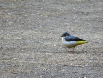 Grey Wagtail 東京都立桜ヶ丘公園(聖蹟桜ヶ丘) Wed, 1/4/2023