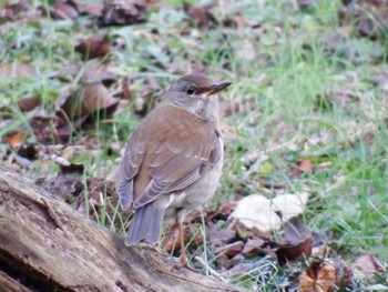 Pale Thrush 多摩区 Wed, 1/4/2023