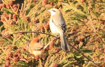 Bull-headed Shrike 仙台市・水の森公園 Sat, 3/17/2018