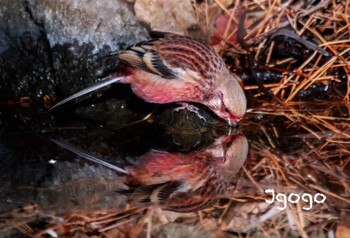 Siberian Long-tailed Rosefinch 北関東 Thu, 12/29/2022