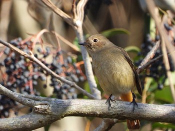 ジョウビタキ 兵庫県加西市 2022年12月30日(金)