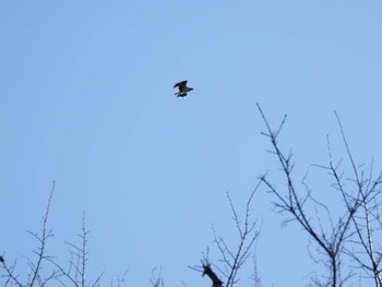 2022年12月30日(金) 兵庫県加西市の野鳥観察記録